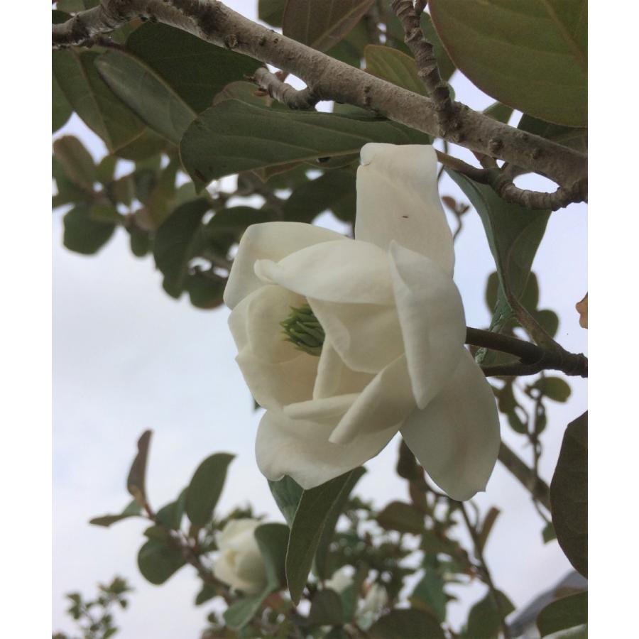 八重咲きオオヤマレンゲ ミチコレンゲ 株立ち 約1.5m 規格販売