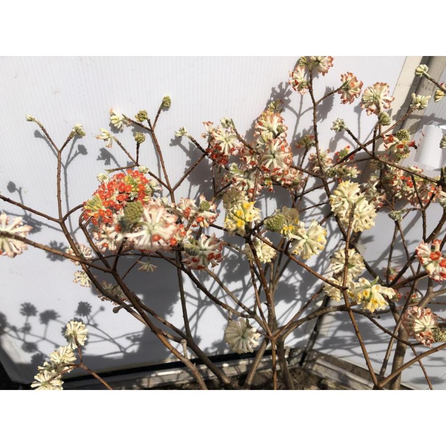 赤黄2色咲き ミツマタ 約110cm 現品発送 特大植木苗木 三又 三つ又
