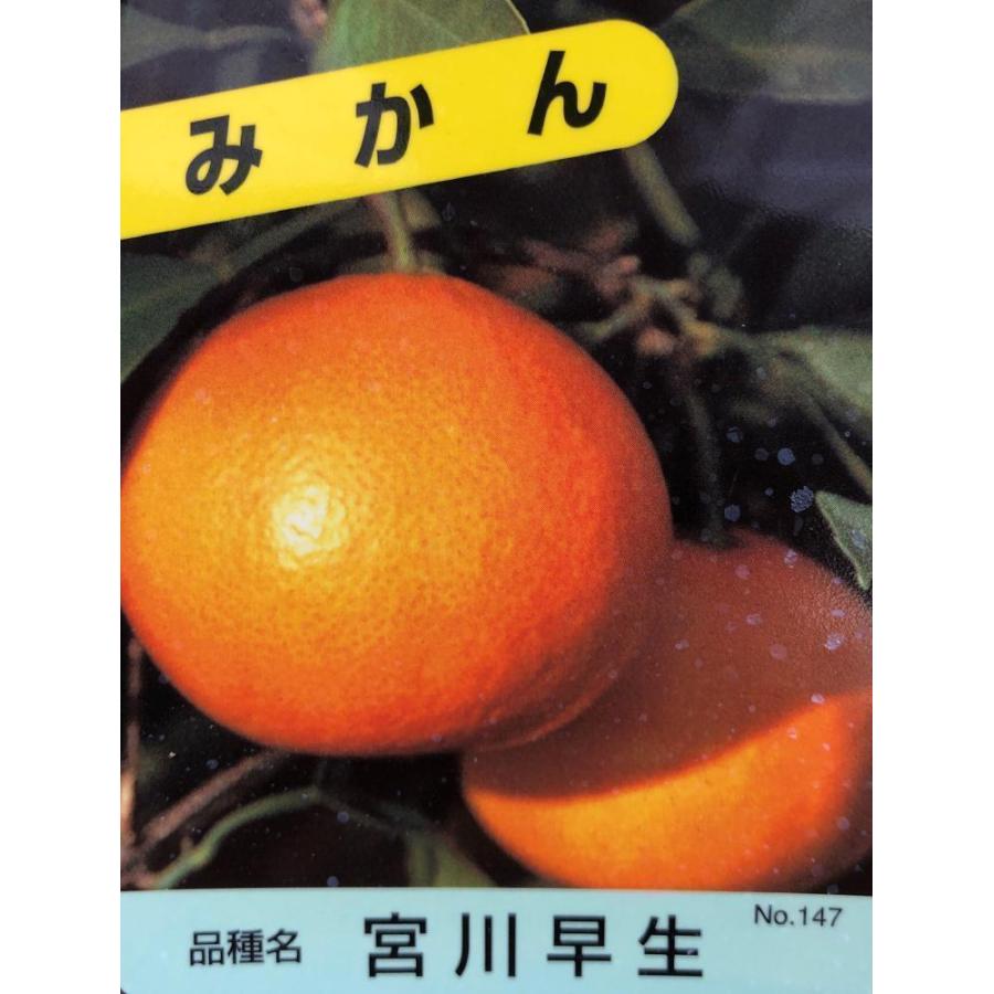 みかんの木　宮川早生　約1.7ｍ　規格販売　特大株　植木　苗木　大苗　お買い得なお任せ株　蜜柑の木　果樹　宮川ミカンの苗木　送料無料｜daifukujyubyou｜02