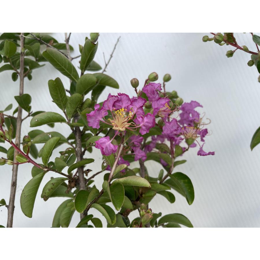 サルスベリの木 紫花 約1.5m 1本株 希少な紫色の百日紅 規格