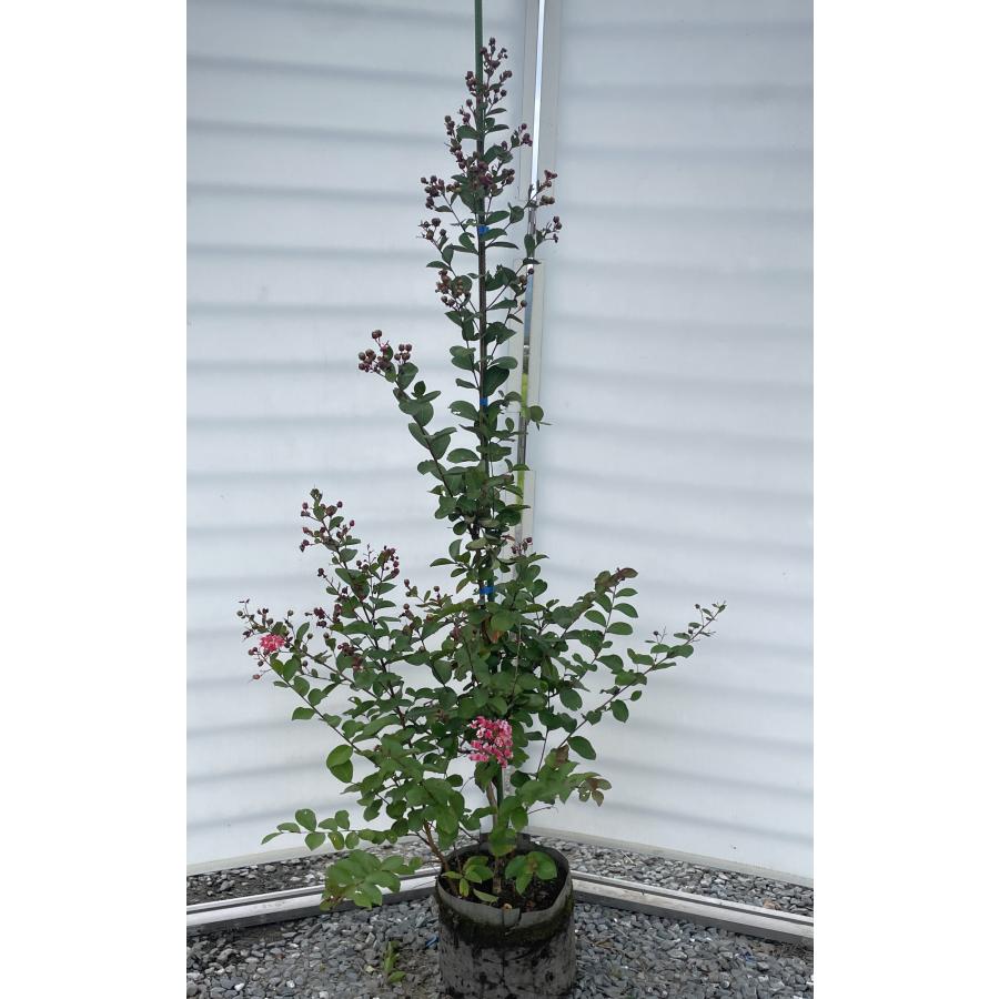 サルスベリの木 夏祭り 約1.5m 規格販売 植木苗木大苗 ペパーミント