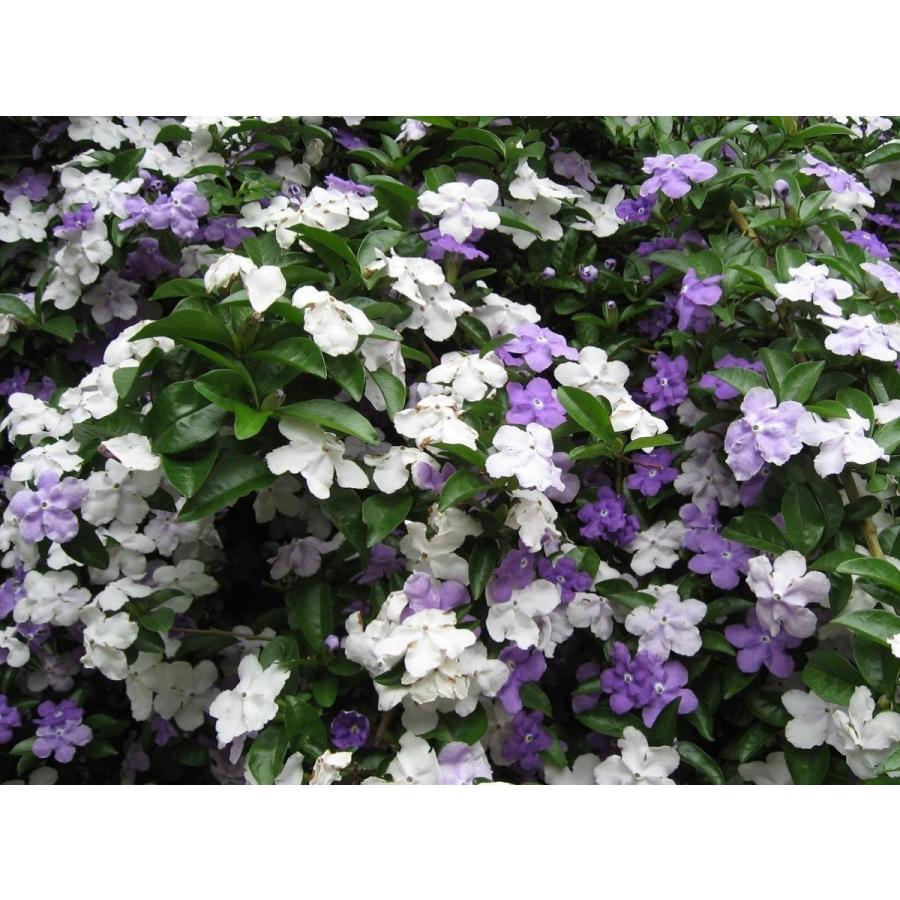 ニオイバンマツリ 株立ち 約1.5m 規格販売品 植木 苗木 大苗 ニオイバンマツリ 株立ち 約1.5m 規格販売品 植木 苗木 大苗