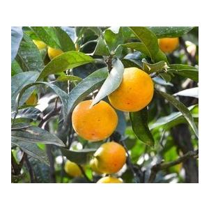 極早生温州みかんの木 日南早生 約1.5m 規格販売 日南1号 特大