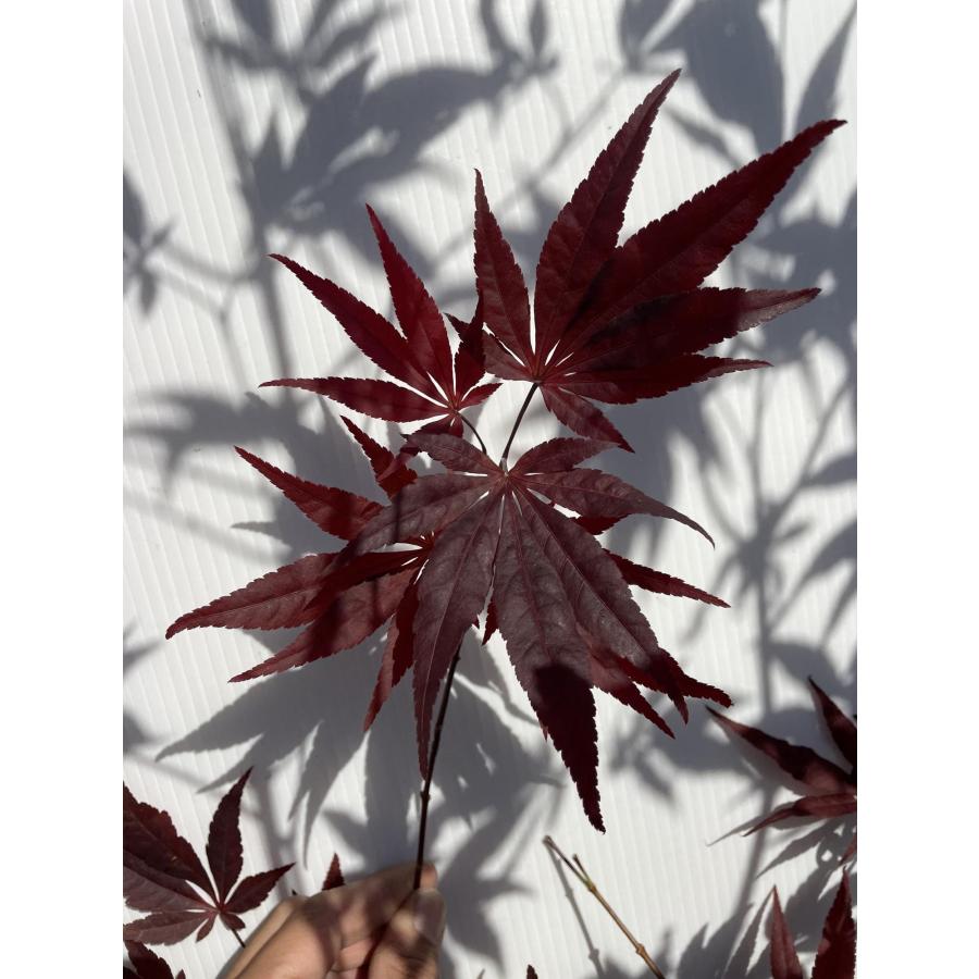 ノムラモミジ 野村モミジ 約2m 超特大株 植木苗木 紫色の葉っぱ ノムラモミジ 野村モミジ 約2m 超特大株 植木苗木 紫色の葉っぱ