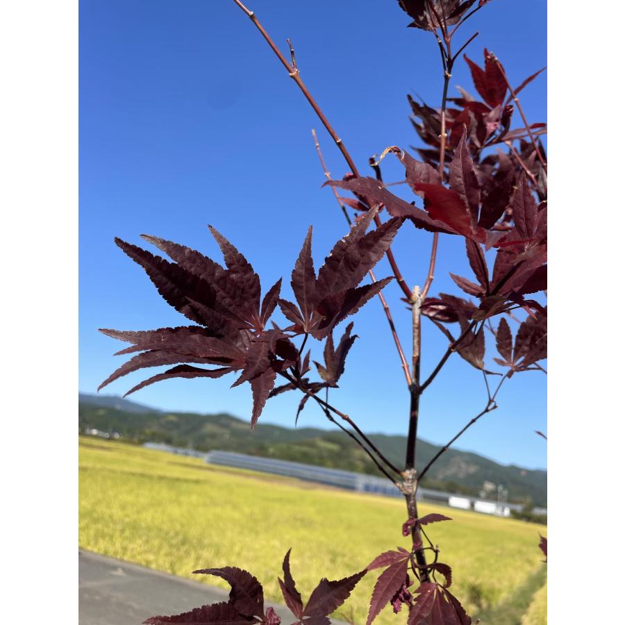 ノムラモミジ 野村モミジ 約2m 超特大株 植木苗木 紫色の葉っぱ ノムラモミジ 野村モミジ 約2m 超特大株 植木苗木 紫色の葉っぱ
