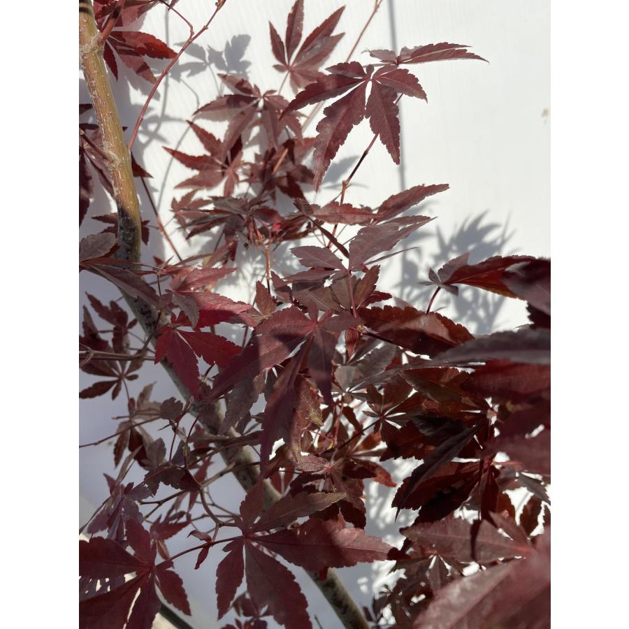 定番 ノムラモミジ 野村モミジ 約2m 超特大株 植木苗木 紫色の葉っぱ 落葉樹
