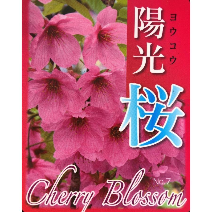 陽光桜 約2.5m 特大株 濃いピンクの桜の木 早咲き品種 超特大株 植木 