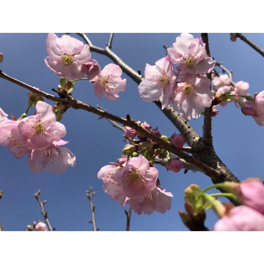 陽光桜 約2.5m 特大株 濃いピンクの桜の木 早咲き品種 超特大株 植木 