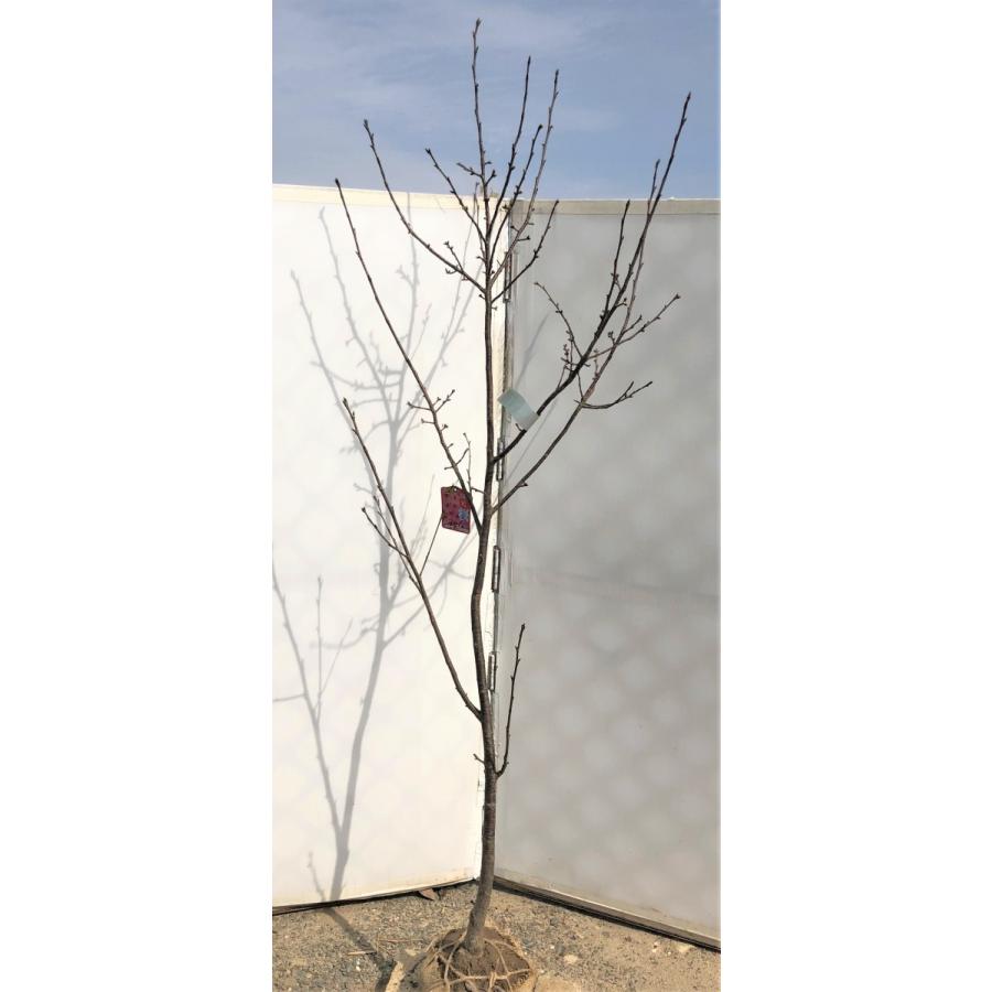 陽光桜 約2.5m 特大株 濃いピンクの桜の木 早咲き品種 超特大株 植木 