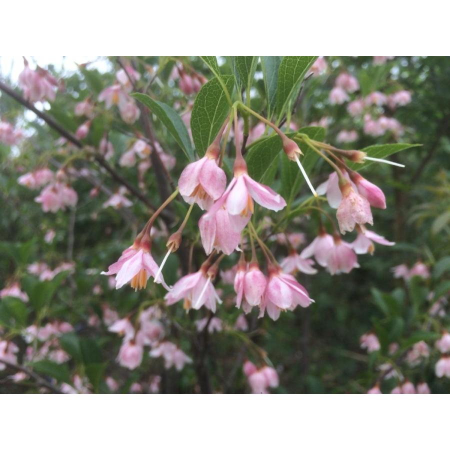希少。赤花エゴノキピンクチャイム株立ち1.5M(鉢底から) 紅花エゴノキ ピンクチャイム 約1.5m 希少なピンク花 : 大福樹苗園