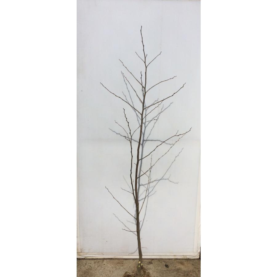 紅花エゴノキ ピンクチャイム 約1 5m 希少なピンク花 Pinkego15 大福樹苗園 通販 Yahoo ショッピング