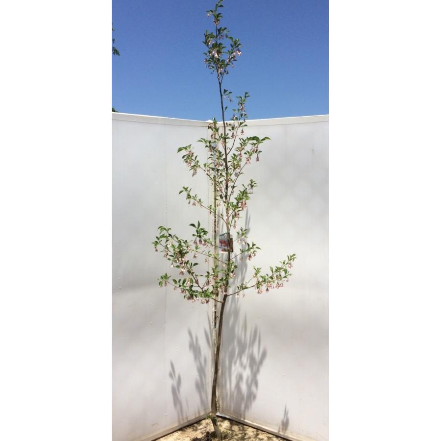 紅花エゴの木 ピンクチャイム 約2.5m 1本株 希少なピンク花 エゴの木 
