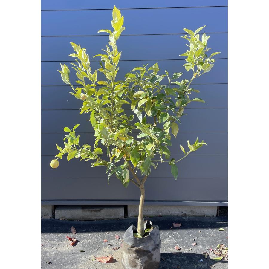 鉢入りレモンの木 ピンクレモネード 約1.5m 規格販売品 植木 苗木