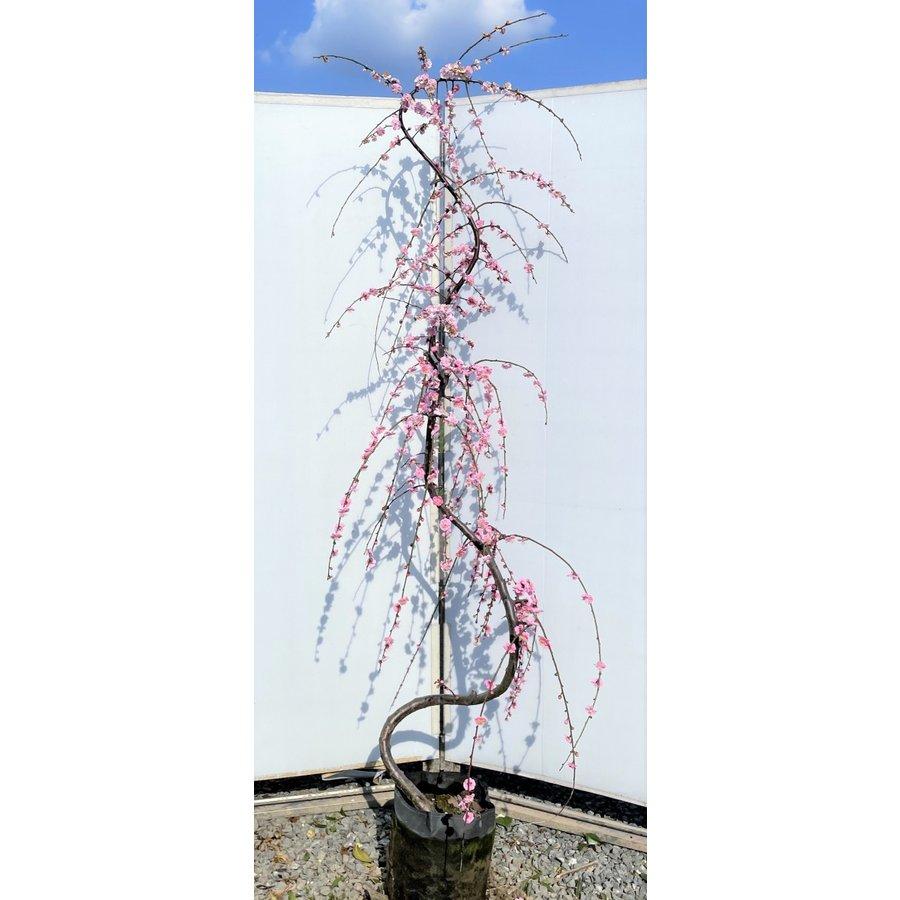 しだれ梅 ピンク花 約2m 超特大株 植木苗木大苗 規格販売 赤花枝垂れ