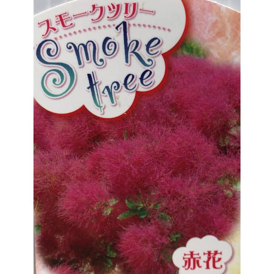 スモークツリー 赤花 約1 7ｍ ケムリノキ 特大株 植木苗木 ケムリの木 紅花煙の木 お買い得なおまかせ株 送料無料 Pinksmoketree17 大福樹苗園 通販 Yahoo ショッピング