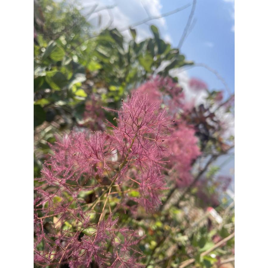 スモークツリー 赤花 約1.7m ケムリノキ 特大株 植木苗木 ケムリの木