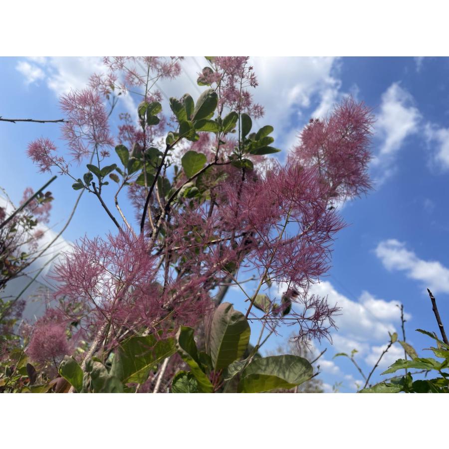 スモークツリー 赤花 約1.7m ケムリノキ 特大株 植木苗木 ケムリの木