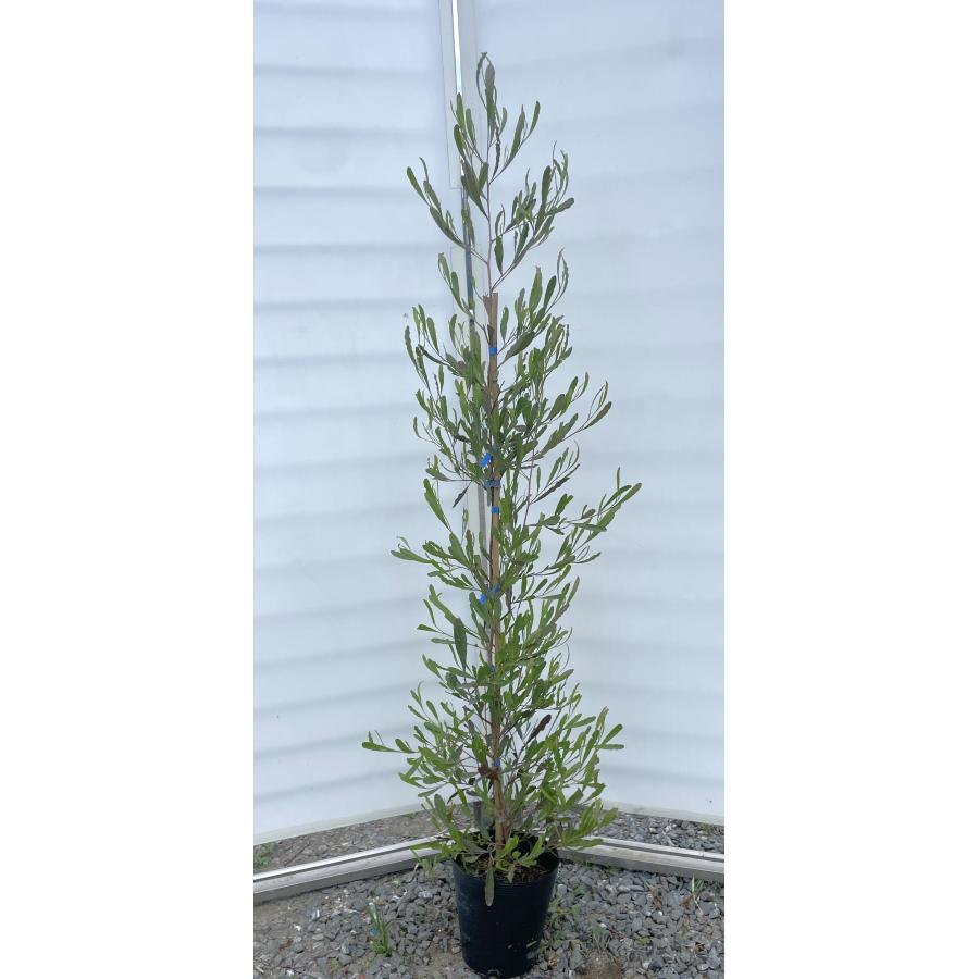 ポップブッシュ プルプレア 約1.2m 特大植木苗木 常緑樹 規格販売