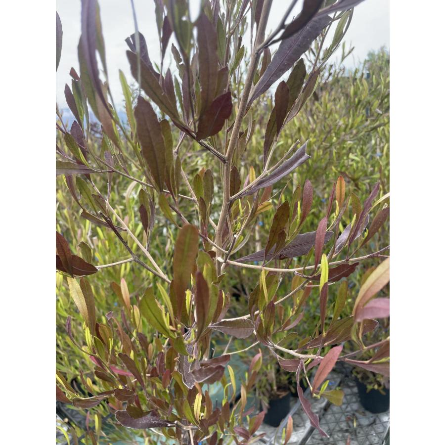 ポップブッシュ プルプレア 約1.2m 特大植木苗木 常緑樹 規格販売