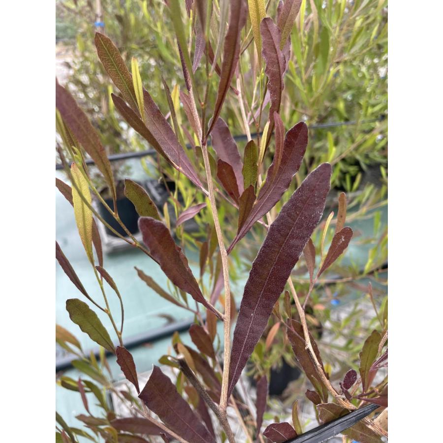ポップブッシュ プルプレア 約1.5m 特大植木苗木 常緑樹 規格販売