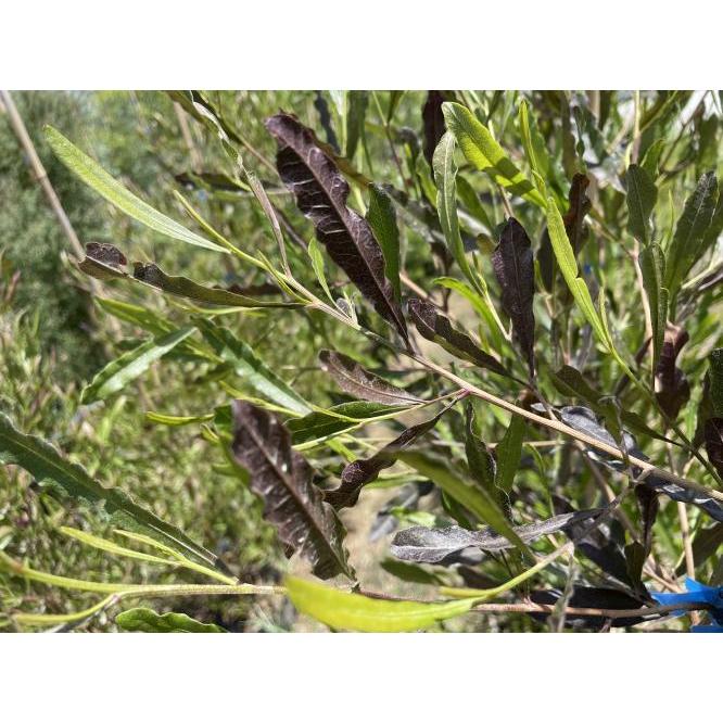 ポップブッシュ　プルプレア　約1.7ｍ　規格販売　特大苗木　植木　常緑樹　ドドナエア　ビスコーサ　お買い得なお任せ株　送料無料_1