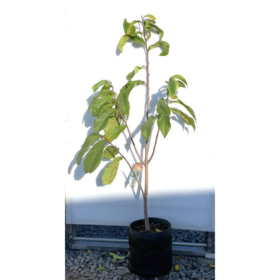 ポポーの木 約1.2m 特大苗 規格販売 植木 苗木 お買い得な ポポーの木 約1.2m 特大苗 規格販売 植木 苗木 お買い得な