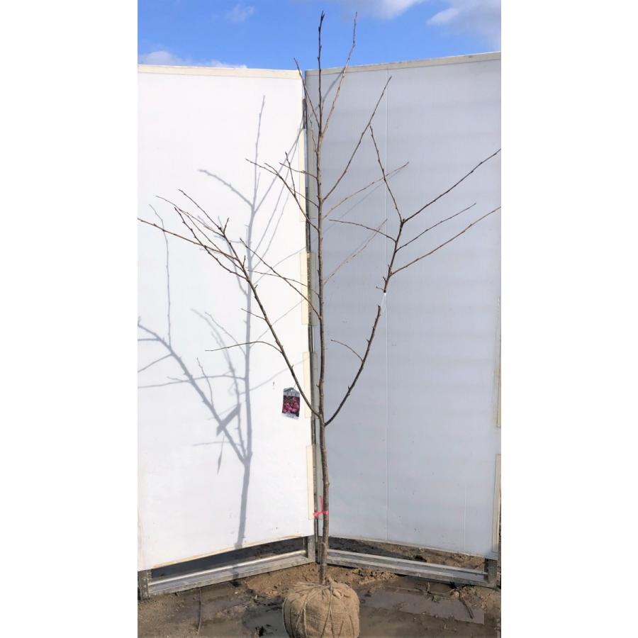 プリンセス雅桜　約2.2ｍ　超特大株　植木苗木　濃いピンクの桜の木　早咲き品種　雅桜の木　お買い得なおまかせ株　送料無料