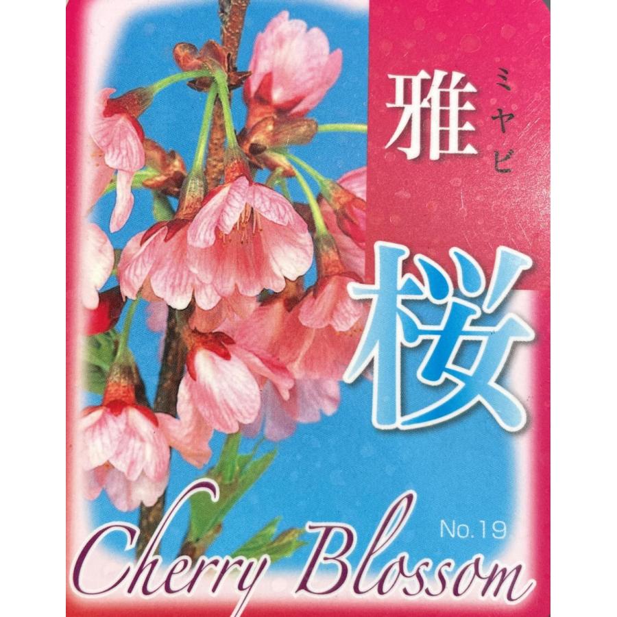 プリンセス雅桜 約1.7m 特大株 植木苗木 濃いピンクの桜の木 早咲き