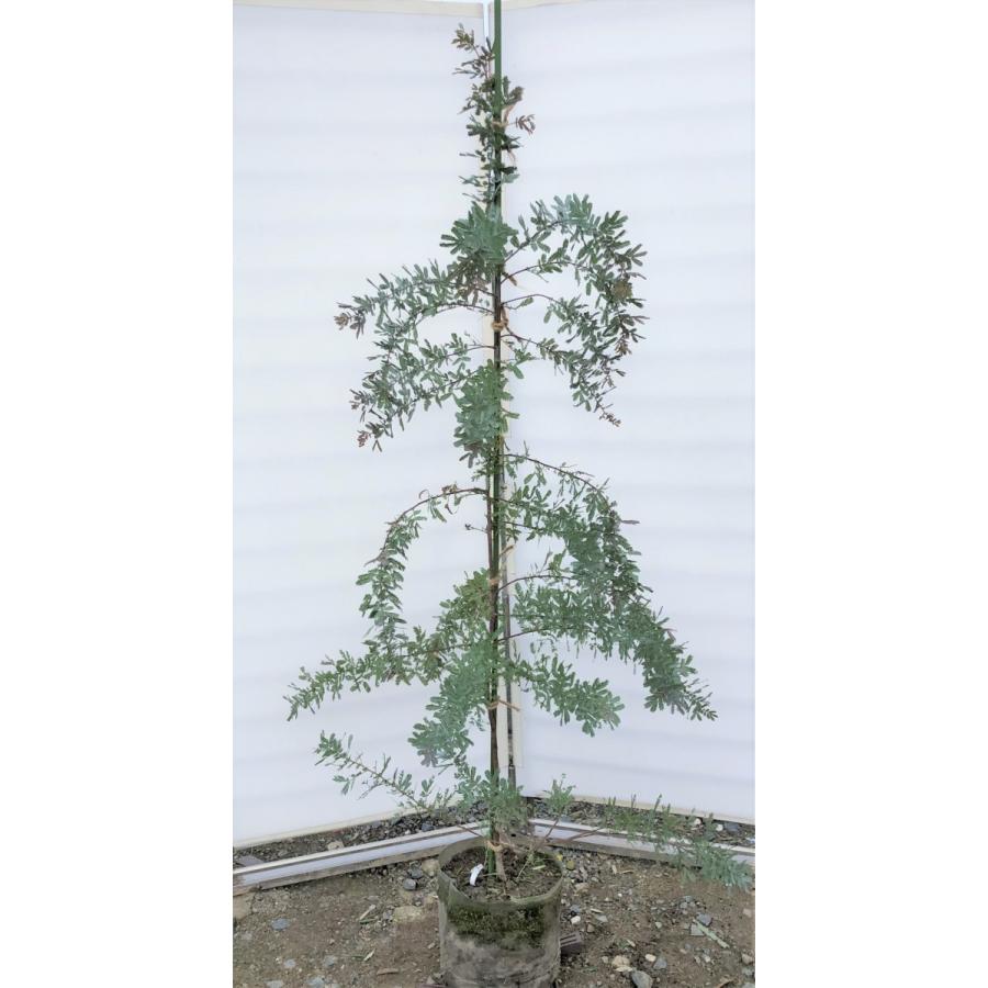 紫葉ミモザアカシア プルプレア 約2m 特大株 植木苗木大苗 紫葉ミモザアカシア プルプレア 約2m 特大株 植木苗木大苗