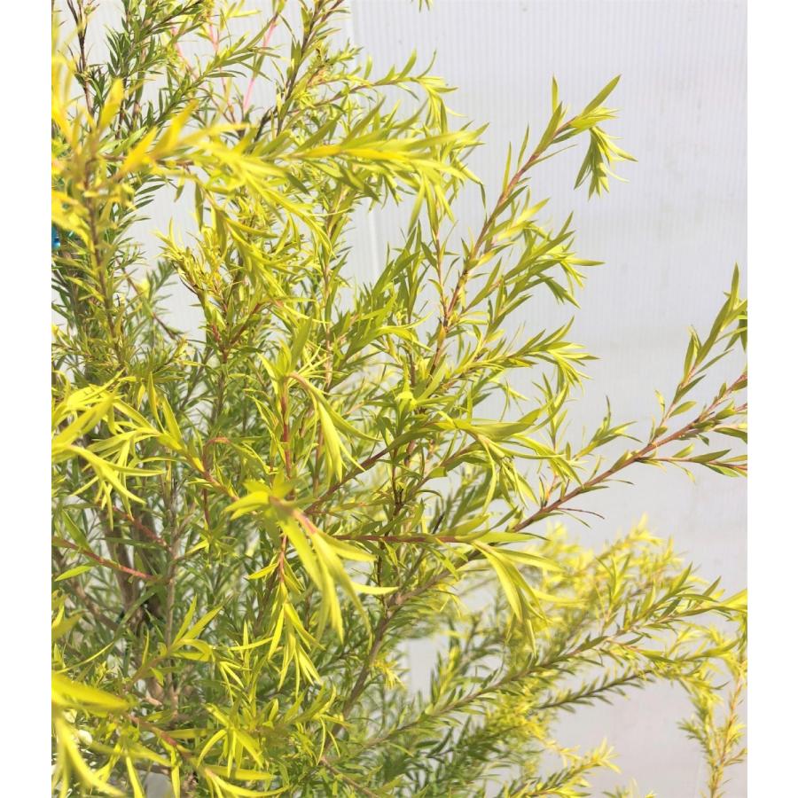 メラレウカ　レボリューションゴールド　大型 メラレウカ レボリューションゴールド | フラワーパークかごしま