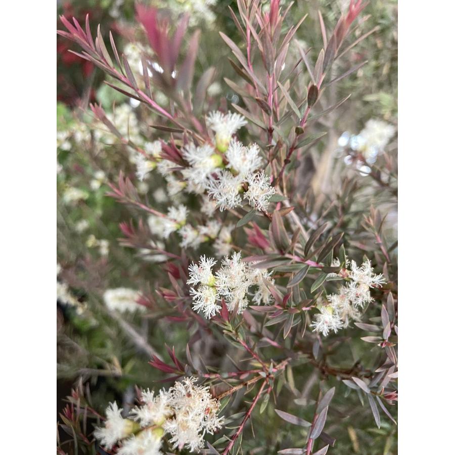 メラレウカ レッドジェム 特大サイズ メラレウカ レッドキャッスル 約