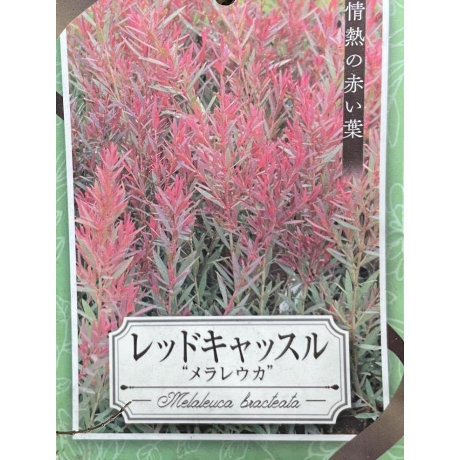 メラレウカ レッドキャッスル 約1.5m 特大苗木 植木苗木 規格