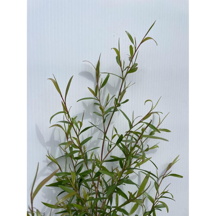 レモンティーツリー 約1.2m レモングラスの香 特大苗木 植木苗木