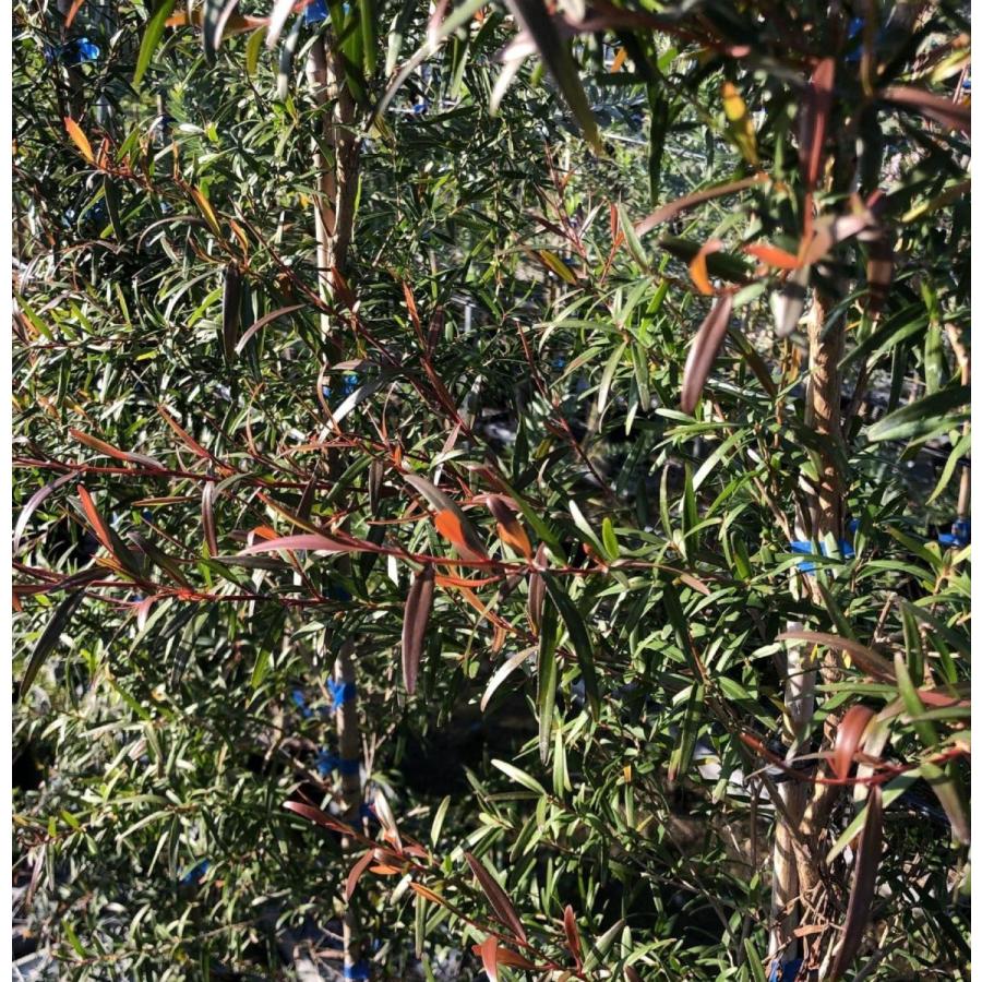 メラレウカ レモンティーツリー 約1 5ｍ １本株 特大植木苗木 常緑樹 お買い得なおまかせ株 メディカルツリー 送料無料 Remonteatree15 大福樹苗園 通販 Yahoo ショッピング