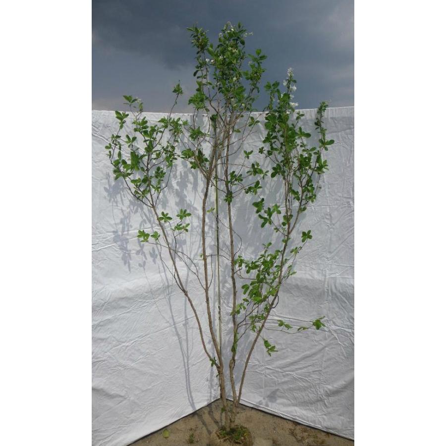 利休梅 リキュウバイ 株立ち 約2m 白花 圧巻の花 お買い得なお任せ株