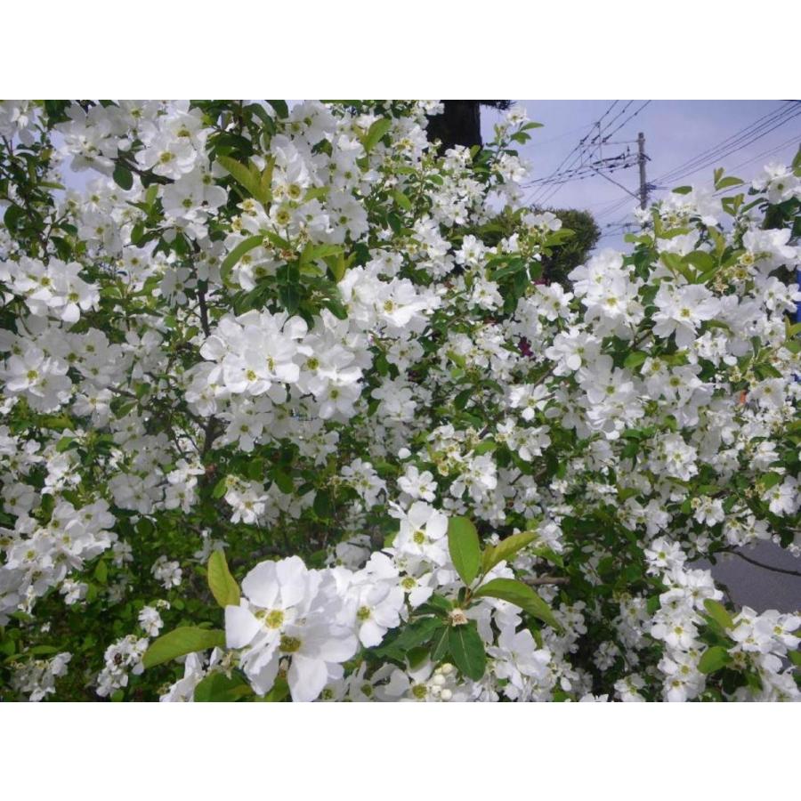 利休梅 リキュウバイ 株立ち 約2.2m 白花 圧巻の花 お買い得なお任せ