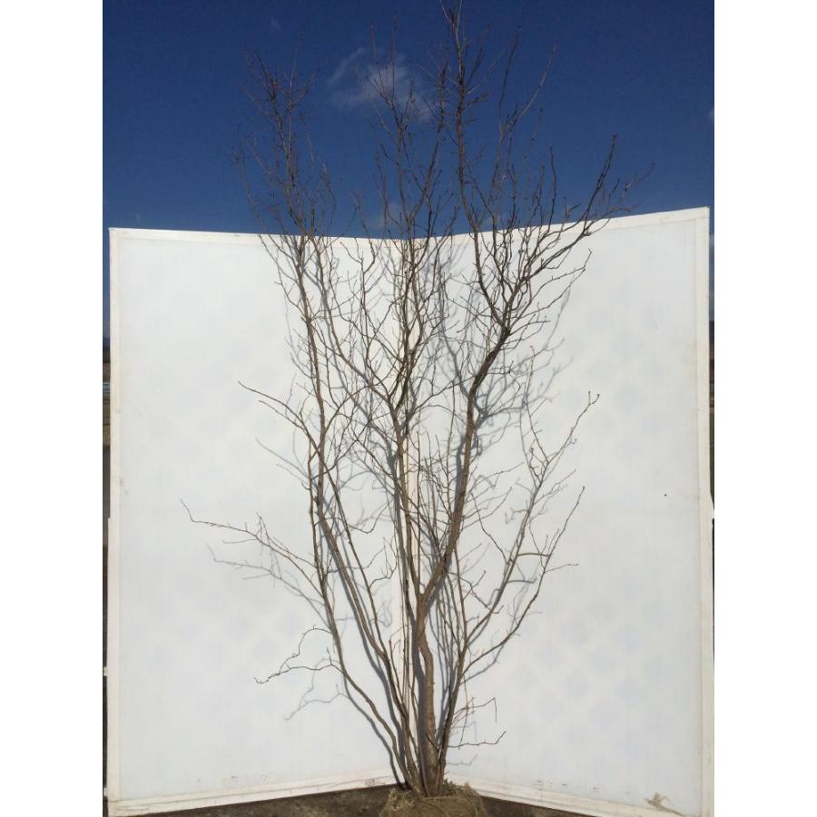 利休梅 リキュウバイ 株立ち 約2.5m 超特大株 植木苗木 白花 圧巻の花