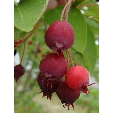 超激安 ジューンベリー ロビンヒル 株立ち 約1 7ｍ ピンク花 大株苗木 お買い得なおまかせ株 ブルーベリーの様な果実 爆売り Www Maxipiso Com Ar