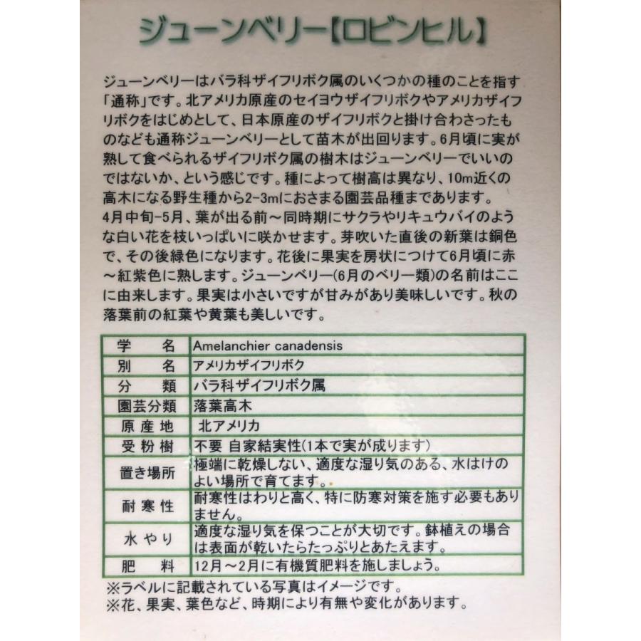 ジューンベリー　ロビンヒル　株立ち　約1.7ｍ　ピンク花　大株苗木　お買い得なおまかせ株　ブルーベリーの様な果実｜daifukujyubyou｜05