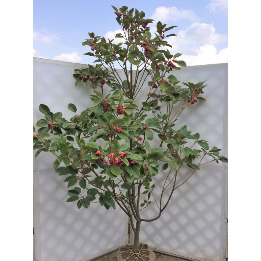 ロドレイアの木　シャクナゲモドキ　約２ｍ　特大株　現品発送4