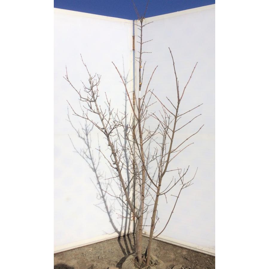 ロウバイ 株立ち 約1.5m 蝋梅 特大植木苗木 冬に咲く花 お買い得な