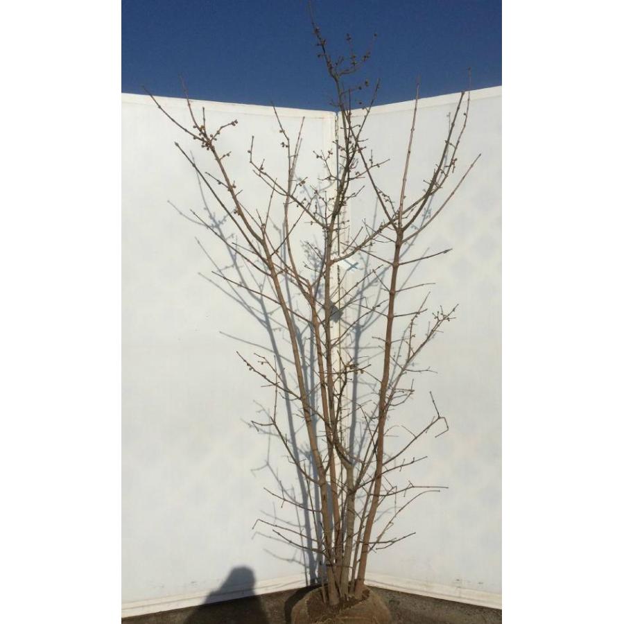 ロウバイ 株立ち 約2m 蝋梅 特大株 植木苗木 冬に咲く花 ロウバイ 株立ち 約2m 蝋梅 特大株 植木苗木 冬に咲く花