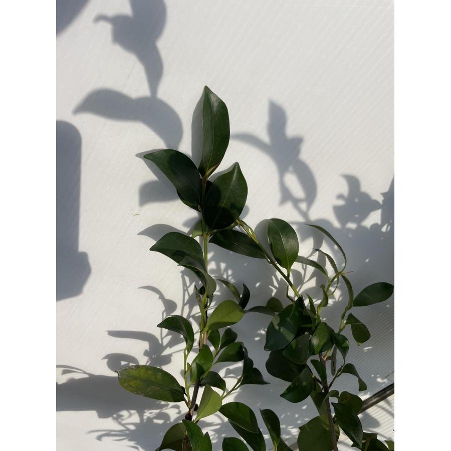 榊 サカキ 約1.5m×2本セット 規格販売 特大株 植木 苗木 大苗 榊の木 