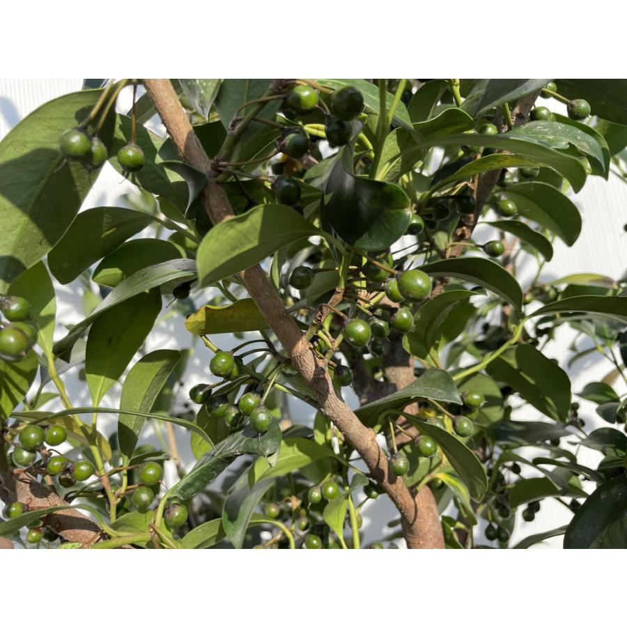 榊 サカキ 約1.5m×2本セット 規格販売 特大株 植木 苗木 大苗 榊の木
