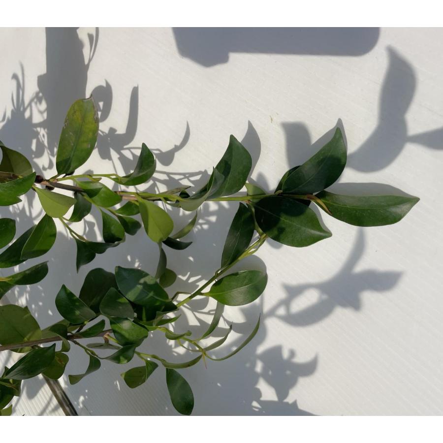 榊 サカキ 約1.5m×2本セット 規格販売 特大株 植木 苗木 大苗 榊の木 