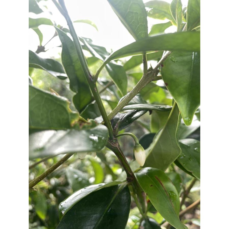 榊 サカキ 約1.5m×2本セット 規格販売 特大株 植木 苗木 大苗 榊の木