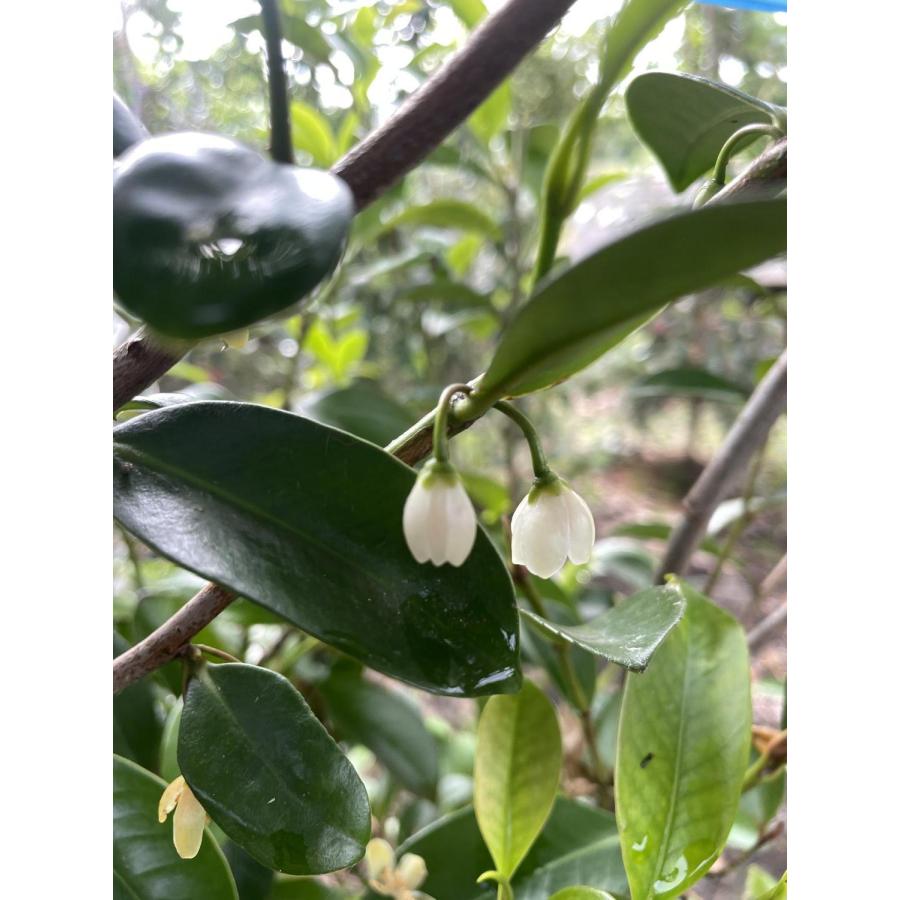 榊 サカキ 約1.5m×2本セット 規格販売 特大株 植木 苗木 大苗 榊の木 
