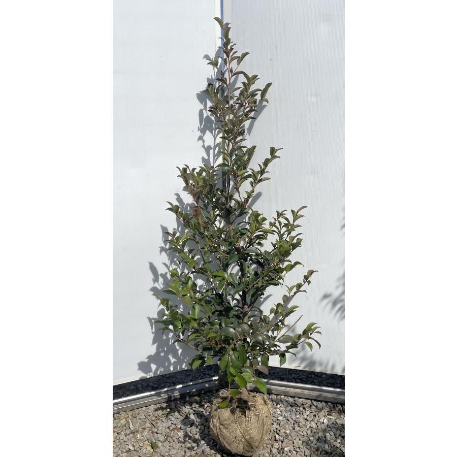 榊の木譲ってほしいかたいませんか？ 榊 サカキ 約1.9m 現品販売 特大株 植木 苗木 大苗 榊の木 本榊