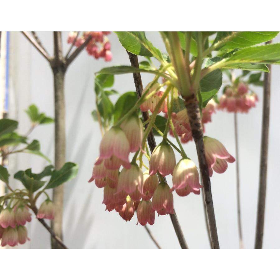 更紗ドウダンツツジ サラサドウダン 株立ち 約1.7m 更紗ドウダン躑躅