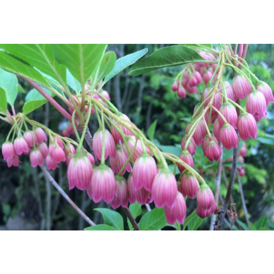 【形を整えてお届け】勢いあるドウダンツツジの造花2本セット Amazon.co.jp: ドウダンツツジ